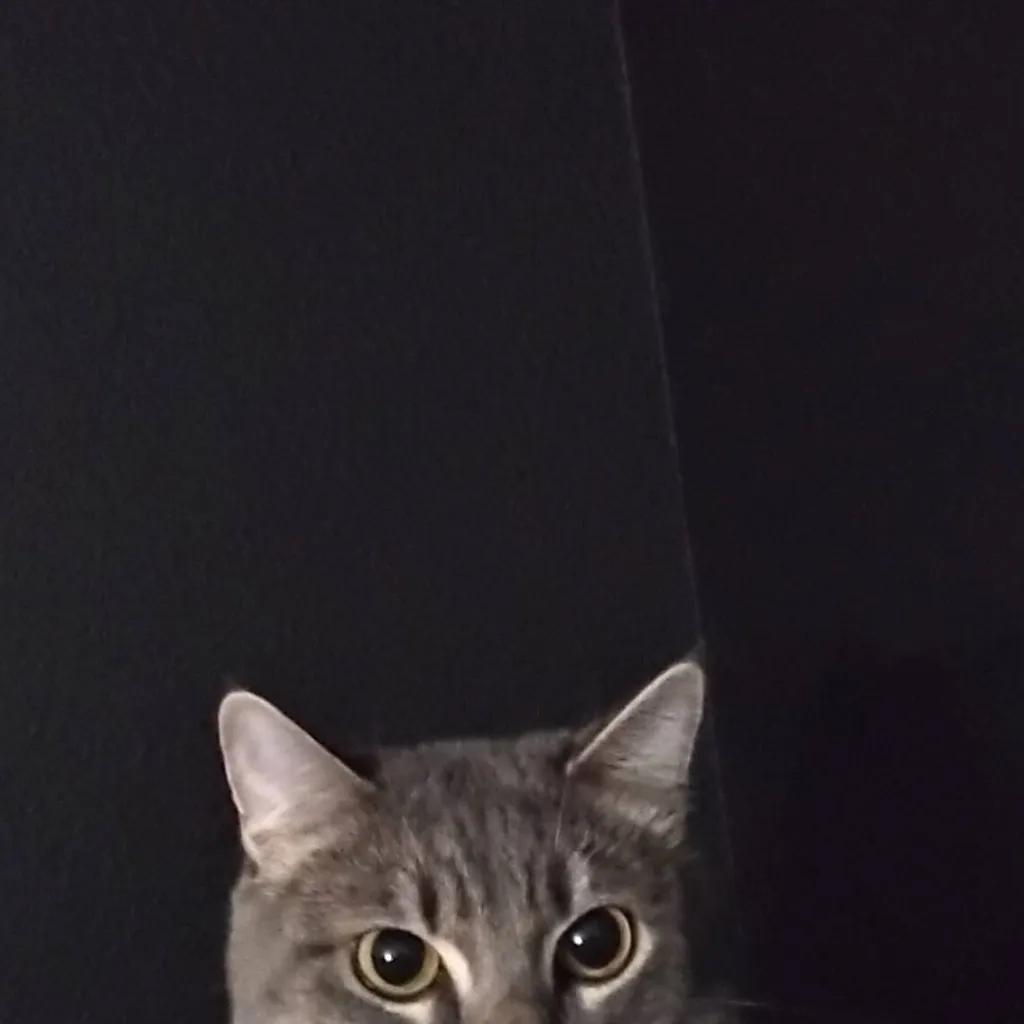 chat with ai character: cat