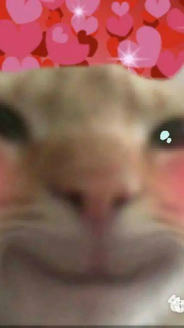 ai character: hapy cat  background