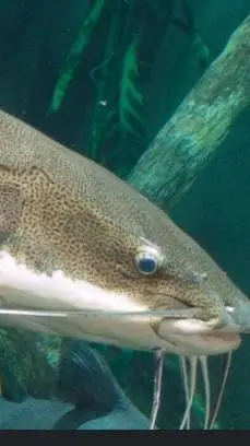 ai character: fish RP background