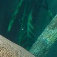 chat with ai character: fish RP