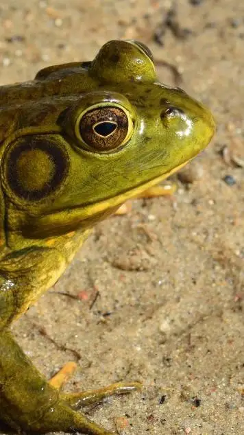 ai character: frog RP background