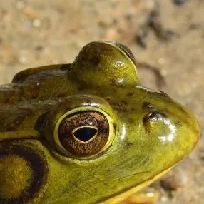 chat with ai character: frog RP