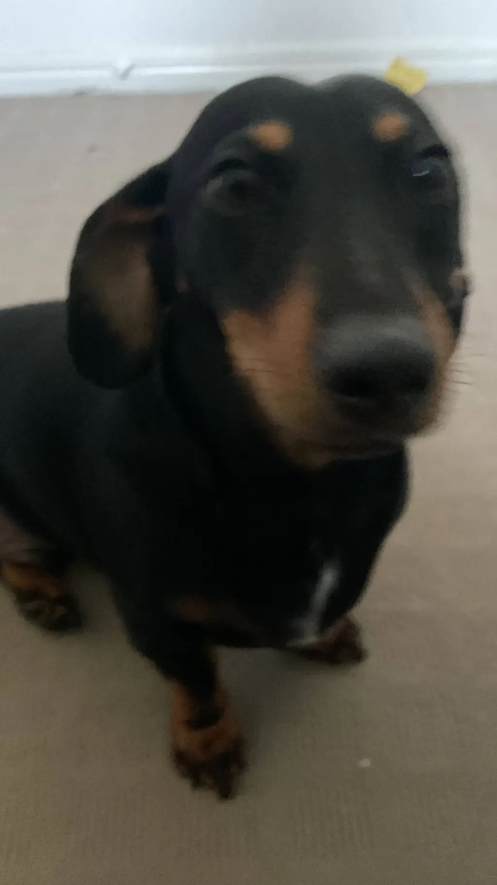 ai character: ava background