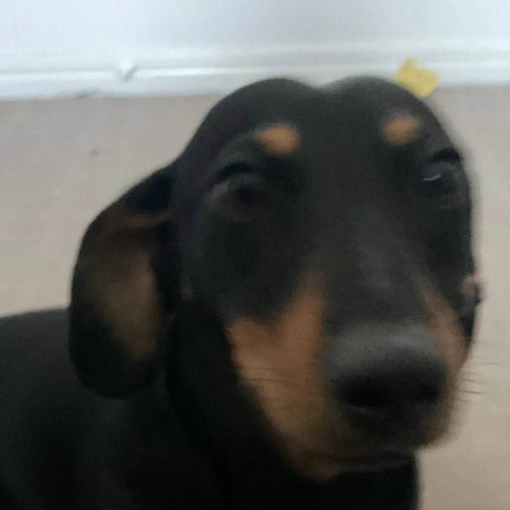 chat with ai character: ava