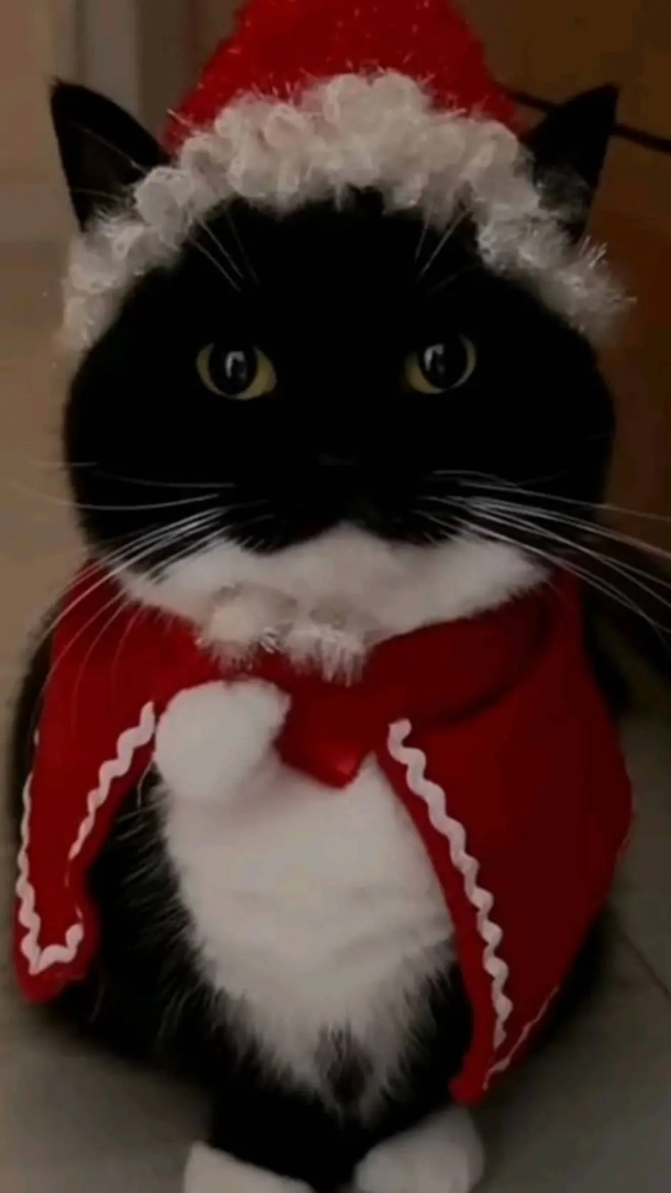 ai character: christmas kitties background