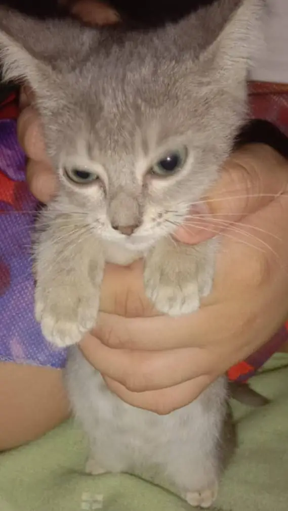 ai character: Grace the cat background