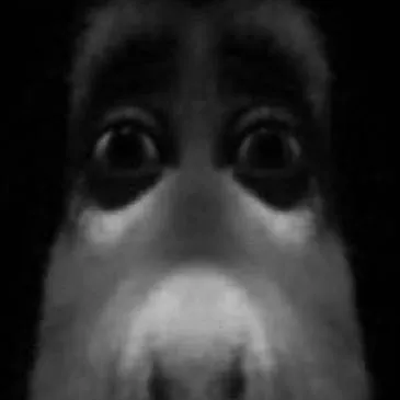 chat with ai character: Shrek infection AU