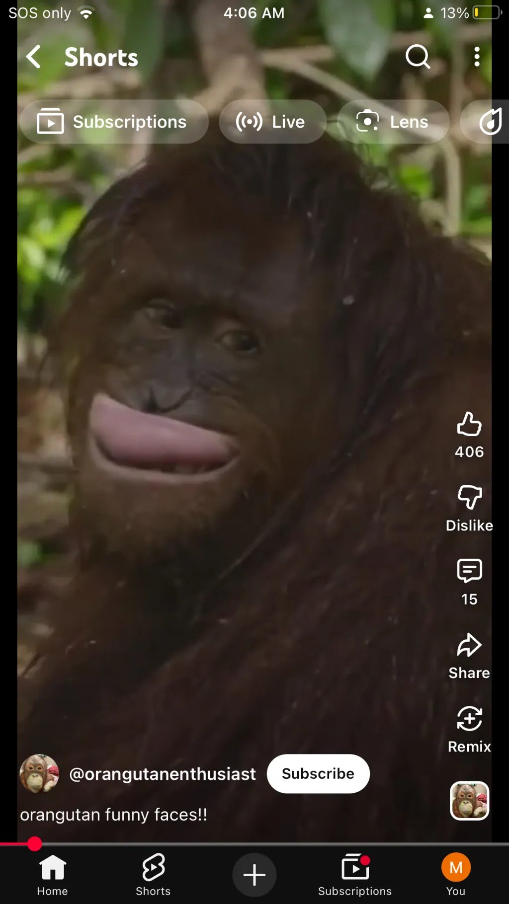 ai character: Orangutan background