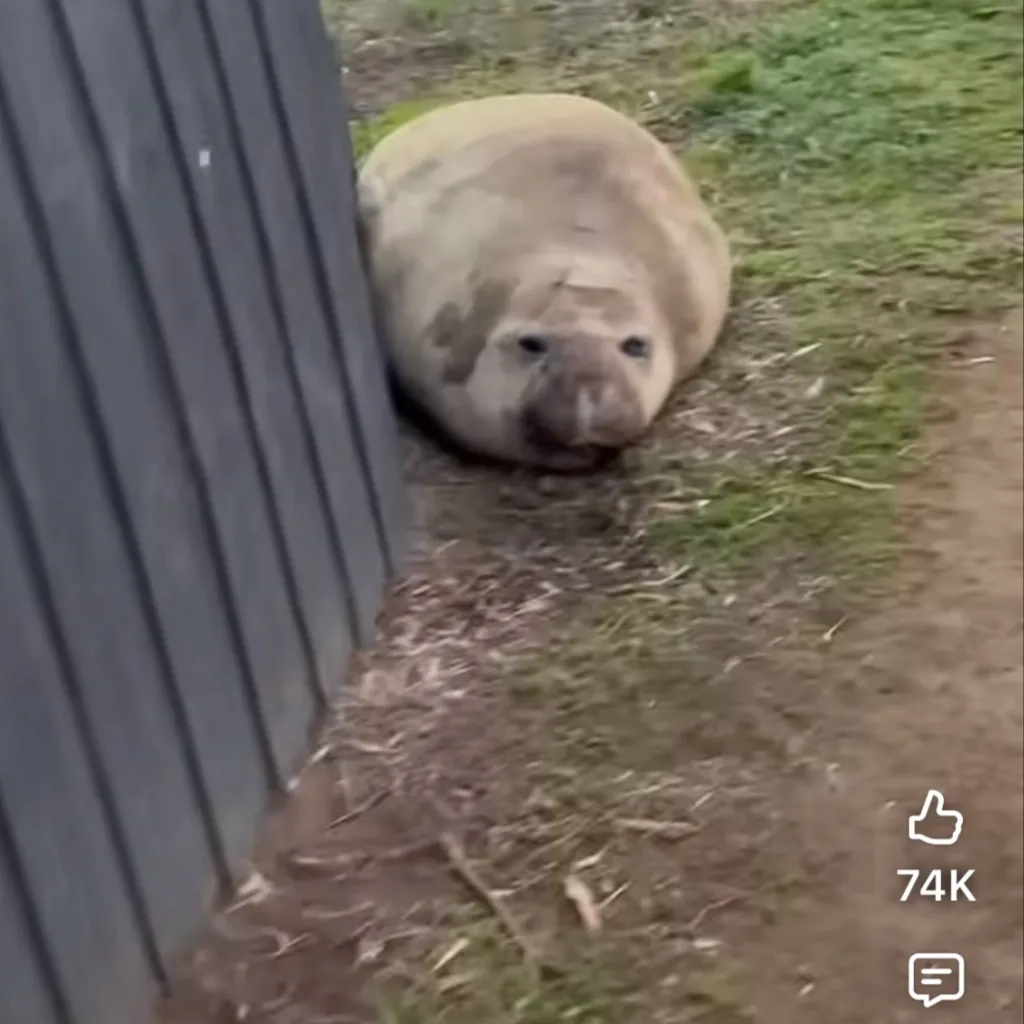 chat with ai character: Neil the seal