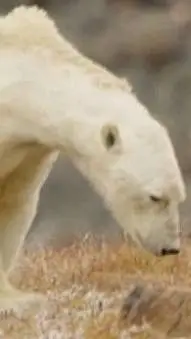 ai character: Oso polar... background