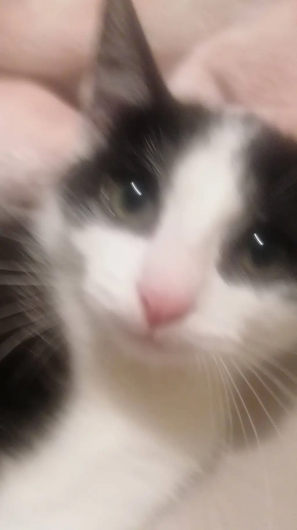 ai character: Oreo the cat background
