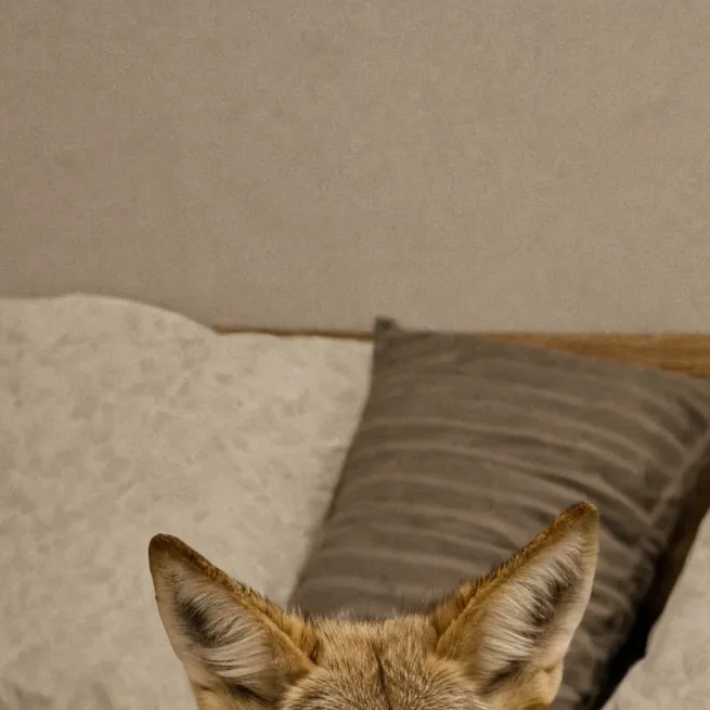 chat with ai character: pet