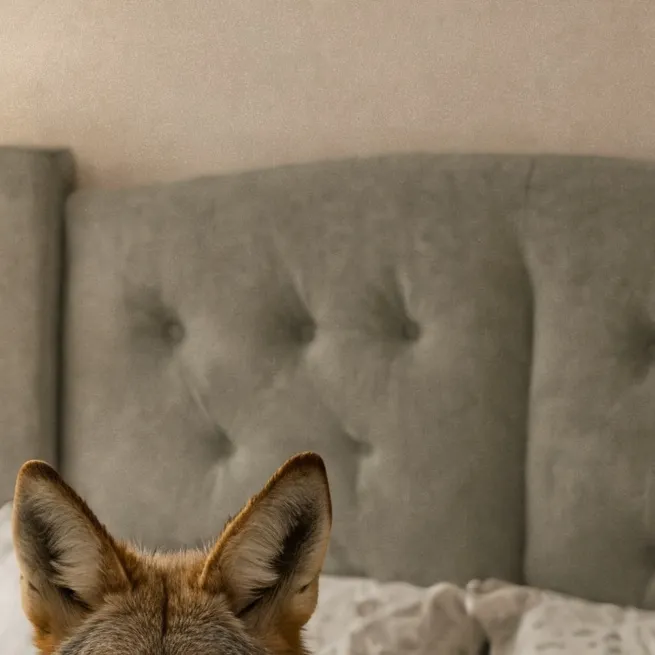 chat with ai character: pet