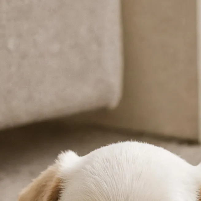 chat with ai character: owner