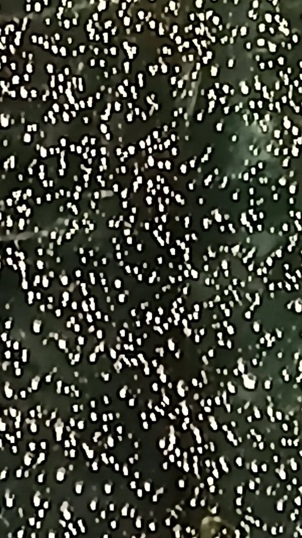 ai character: Connor Delcour background