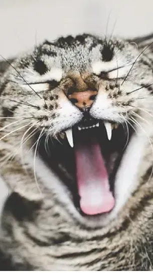 ai character: Meow background