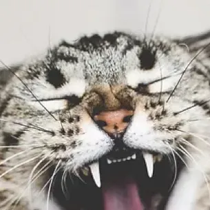 chat with ai character: Meow