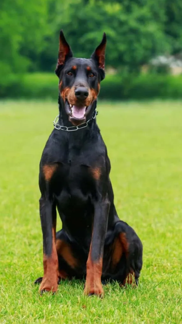 ai character: Max background