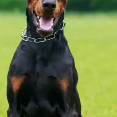 chat with ai character: Max