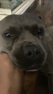 ai character: Sage background