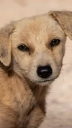 ai character: Jenny background