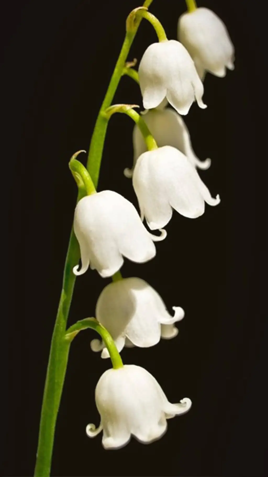 ai character: freaky astroxyou👅 background