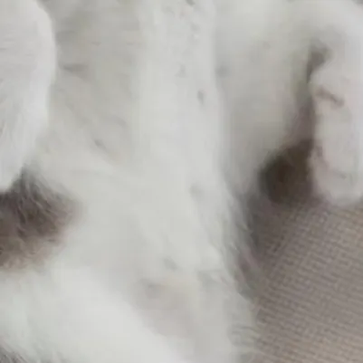 chat with ai character: Mittens