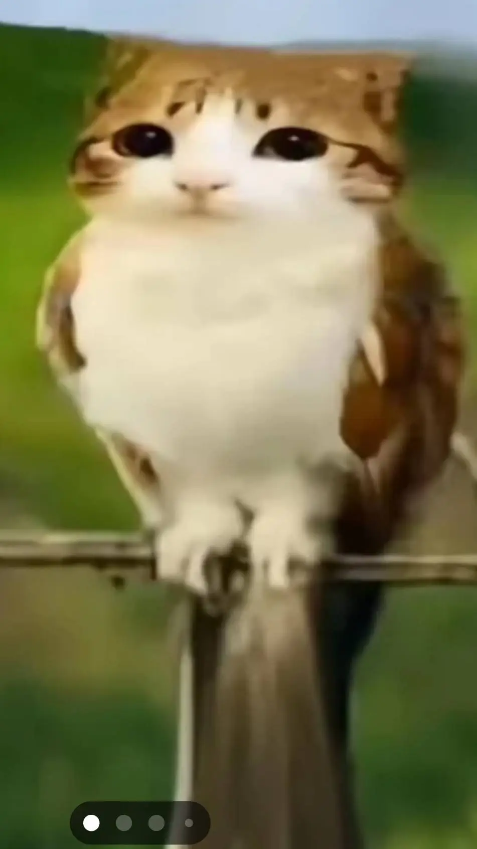 ai character: meowl background