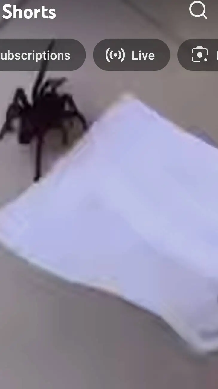 ai character: job chases spider background