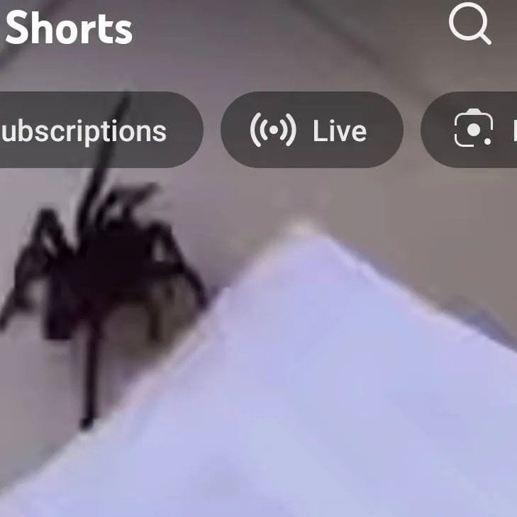 chat with ai character: job chases spider