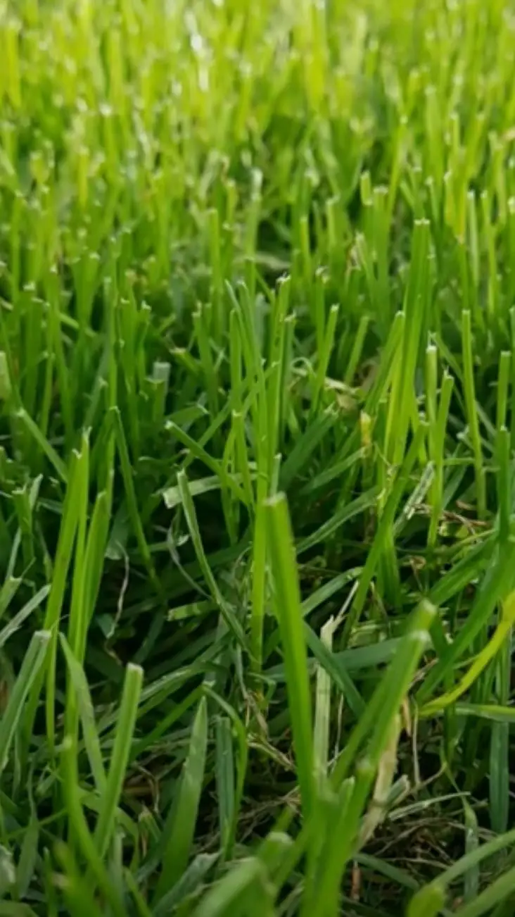 ai character: grass background