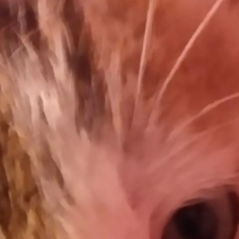 chat with ai character: your pet Zoe