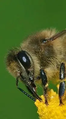 ai character: a bee hive background