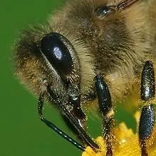 chat with ai character: a bee hive