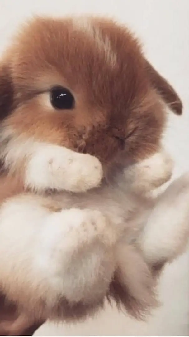 ai character: your pet bunny background