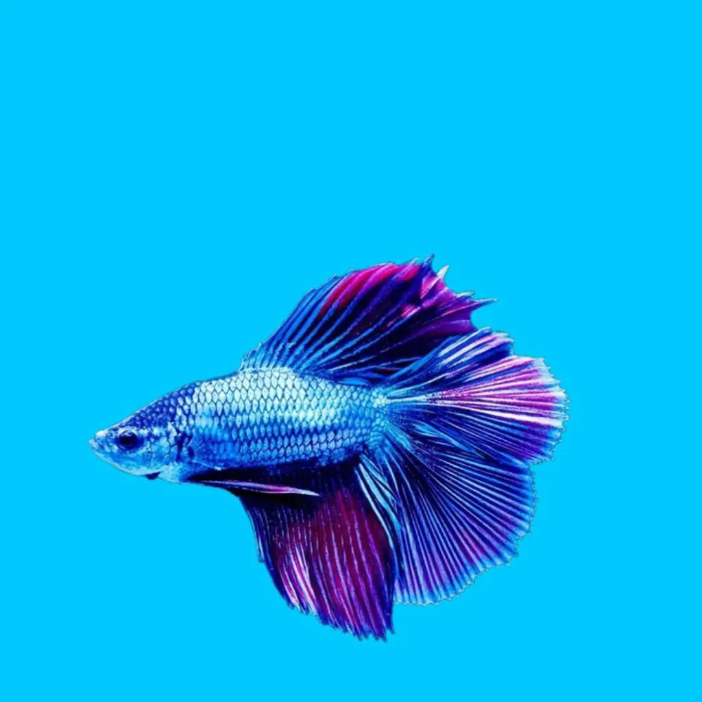 chat with ai character: jerry the fish