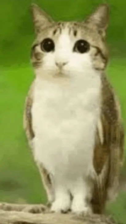 ai character: Meowl background