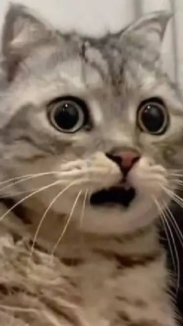 ai character: shocked cat background
