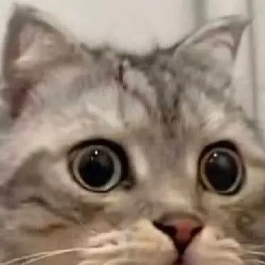 chat with ai character: shocked cat