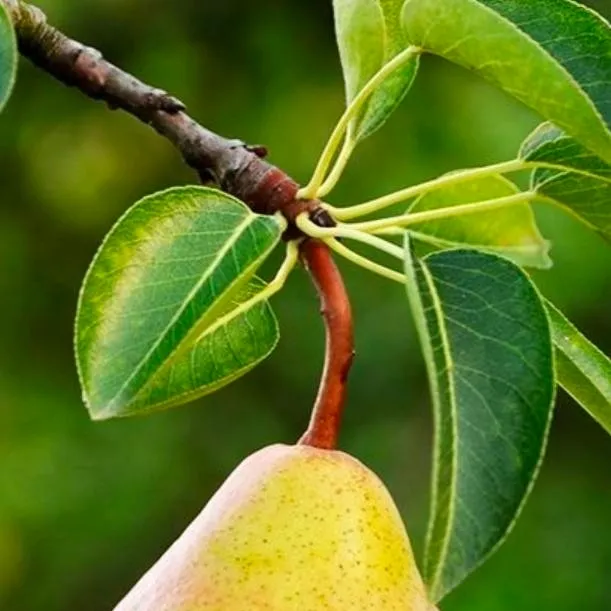 chat with ai character: faraway pear