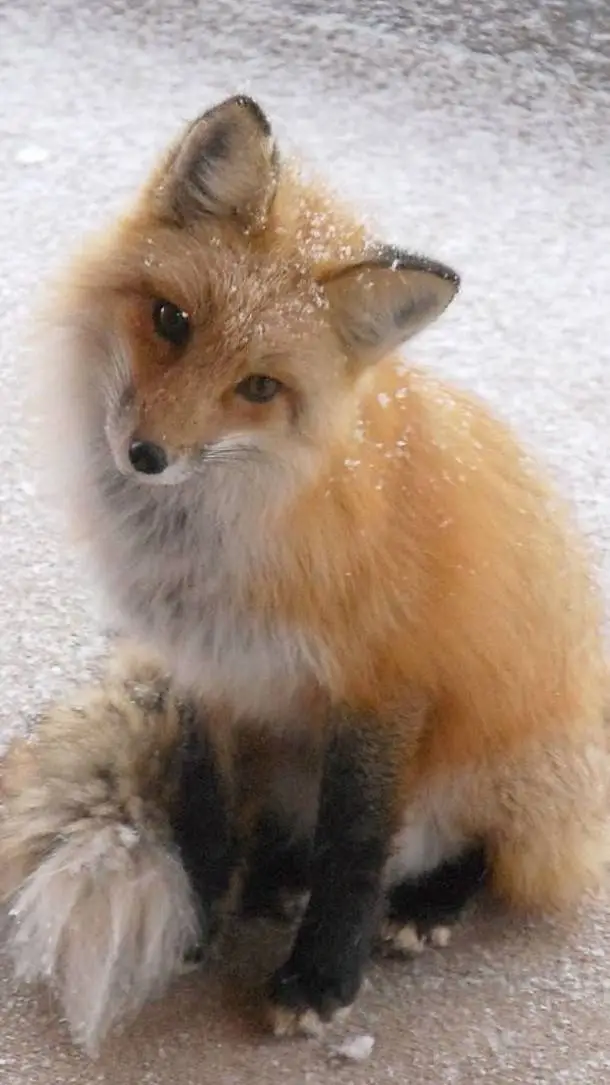 ai character: cute fox >w< background