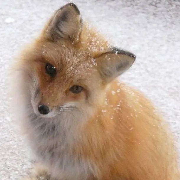 chat with ai character: cute fox >w<
