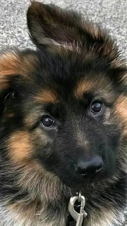 ai character: cod dogs<3 background