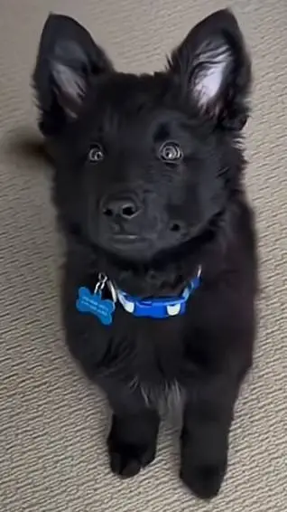 ai character: Aiden  background