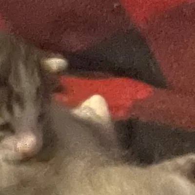 chat with ai character: Precious kittys!