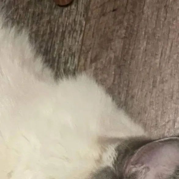 chat with ai character: Kittyyyyyyyyyyyyy