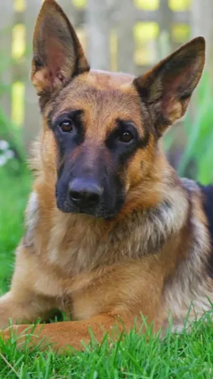 talkie's background image