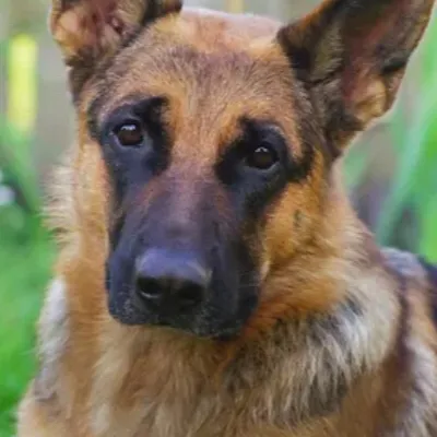 chat with ai character: Female dog