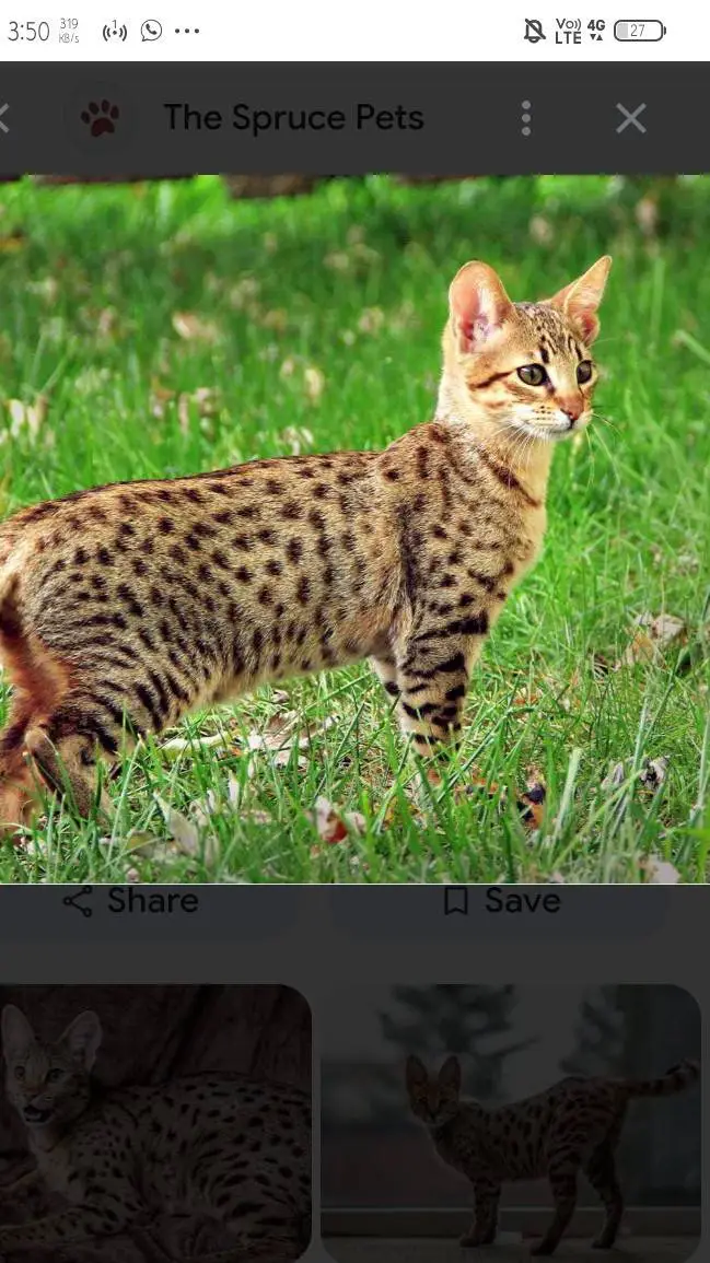 ai character: Savannah  background