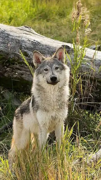 ai character: wolf background